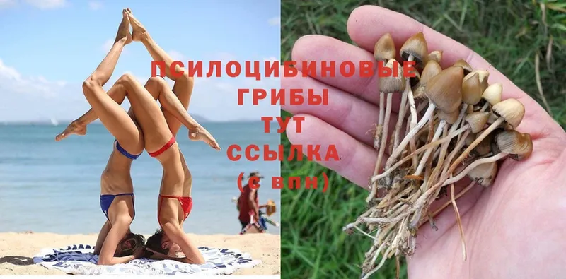 kraken как зайти  Томск  Псилоцибиновые грибы Psilocybe 